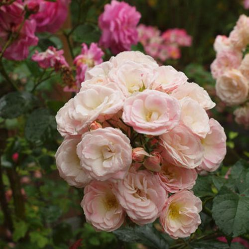 Bílá s růžovým okrajem - Stromková růže s drobnými květy - stromková růže s keřovitým tvarem koruny